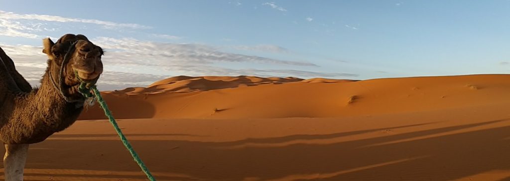 dromadere dans le desert du voyage au maroc