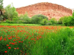 paysage vallee des roses du voyage au maroc